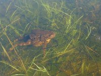 Bufo bufo 37, Gewone pad, Saxifraga-Mark Zekhuis