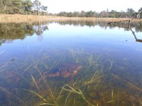 Bufo bufo 38, Gewone pad, Saxifraga-Mark Zekhuis