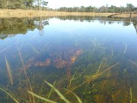 Bufo bufo 39, Gewone pad, Saxifraga-Mark Zekhuis