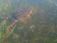 Bufo bufo 42, Gewone pad, Saxifraga-Mark Zekhuis