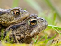 portret parende padden  Amplexing couple of Common Toad (Bufo bufo) during mass migration : Bufo bufo, Netherlands, amphibian, amplex, amplexus, animal, background, blurred, bokeh, breeding, brown, bufo, bumpy, closeup, common, couple, creature, creepy, defocus, ecosystem, environment, europe, european, fauna, female, fertilization, frog, grass, green, habitat, love, macro, male, march, mate, natural, nature, pair, partner, reproduce, reproduction, sex, shine, slime, spring, toad, together, two, wild, wildlife