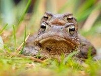 Pair of Common toad  Portait of a pair of Common Toad (Bufo bufo) during spring migration : Bufo bufo, Netherlands, amphibian, amplex, amplexus, animal, background, blurred, bokeh, breeding, brown, bufo, bumpy, closeup, common, couple, creature, creepy, defocus, ecosystem, environment, europe, european, fauna, female, fertilization, frog, grass, green, habitat, love, macro, male, march, mate, natural, nature, pair, partner, reproduce, reproduction, sex, shine, slime, spring, toad, together, two, wild, wildlife