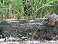 Bufo bufo 52, Gewone pad, Saxifraga-Mark Zekhuis