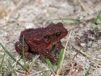 Bufo bufo 55, Gewone Pad, Saxifraga-Hans Dekker