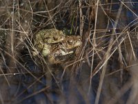 Bufo bufo 58, Gewone pad, Saxifraga-Jan Nijendijk