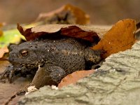 pad  pad in Speulderbos : Bufo bufo