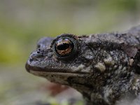 Bufo bufo 63, Gewone pad, Saxifraga-Luuk Vermeer