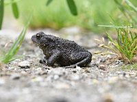 Bufo bufo 66, Gewone pad, Saxifraga-Luuk Vermeer