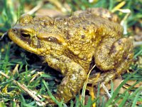 Bufo bufo 8, Gewone pad, Saxifraga-Kees Marijnissen