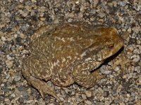 Bufo bufo ssp spinozus 15, Saxifraga-Kees Marijnissen