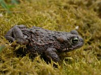 Bufo calamita 11, Rugstreeppad, Saxifraga-Mark Zekhuis