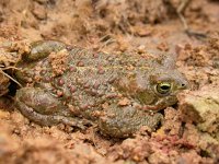 Bufo calamita 12, Rugstreeppad, Saxifraga-Mark Zekhuis