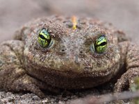 Bufo calamita 16, Rugstreeppad, Saxifraga-Rudmer Zwerver