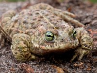 Bufo calamita 17, Rugstreeppad, Saxifraga-Rudmer Zwerver