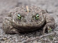 Bufo calamita 20, Rugstreeppad, Saxifraga-Rudmer Zwerver