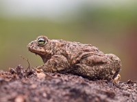 Bufo calamita 23, Rugstreeppad, Saxifraga-Rudmer Zwerver