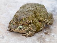 Bufo calamita 28, Rugstreeppad, Saxifraga-Bart Vastenhouw