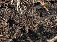 Bufo calamita 32, Rugstreeppad, Saxifraga-Hans Dekker