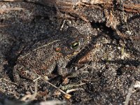 Bufo calamita 33, Rugstreeppad, Saxifraga-Hans Dekker