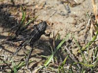 Bufo calamita 35, Rugstreeppad, Saxifraga-Hans Dekker