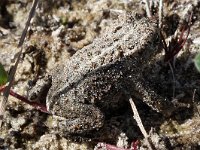 Bufo calamita 38, Rugstreeppad, Saxifraga-Hans Dekker