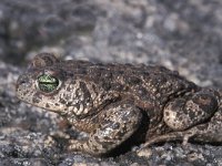 Bufo calamita 7, Rugstreeppad, Saxifraga-Edo van Uchelen