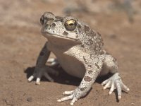 Bufo mauretanicus