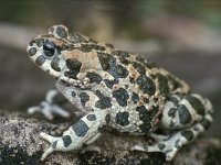 Bufo viridis 11, Groene pad, Saxifraga-Edo van Uchelen