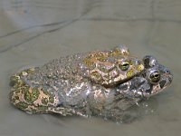 Bufo viridis 12, Groene pad, Saxifraga-Edo van Uchelen