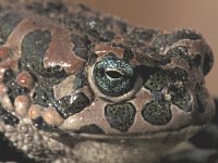 Bufo viridis 18, Groene pad, Saxifraga-Edo van Uchelen