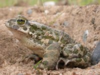 Bufo viridis 19, Groene pad, Saxifraga-Mark Zekhuis