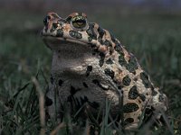 Bufo viridis 2, Groene pad, Saxifraga-Edo van Uchelen