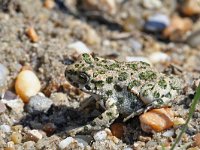 Bufo viridis 22, Groene pad, Saxifraga-Jeroen Willemsen