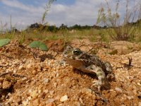 Bufo viridis 23, Groene pad, Saxifraga-Mark Zekhuis