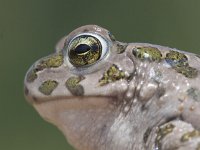 Bufo viridis 24, Groene pad, Saxifraga-Mark Zekhuis