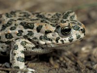 Bufo viridis 3, Groene pad, Saxifraga-Kees Marijnissen