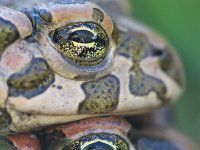 Bufo viridis 34, Groene pad, Saxifraga-Dirk Hilbers