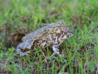 Bufo viridis 36, Groene pad, Saxifraga-Dirk Hilbers