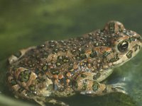 Bufo viridis 4, Groene pad, Saxifraga-Kees Marijnissen