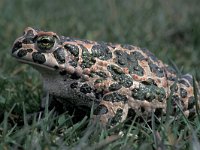 Bufo viridis 5, Groene pad, Saxifraga-Edo van Uchelen