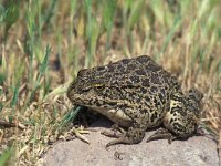 Bufo viridis 6, Groene pad, Saxifraga-Arie de Knijff