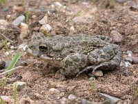 Bufo viridis 7, Groene pad, Saxifraga-Mark Zekhuis