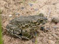 Bufo viridis 9, Groene pad, Saxifraga-Mark Zekhuis