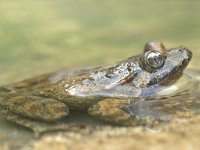 Discoglossus sardus, Tyrrhenian Painted Frog