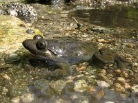 Discoglossus sardus 4, Sardijnse schijftongkikker, Saxifraga-Rob Felix : Amphibia, Amphibian, Animalia, Anura, Chordata, amfibie, amfibieën, animal, dier, dieren, frogs and toads, gewervelde dieren, kikkers en padden, vertebraat, vertebrate