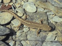 Euproctus asper 1, female, Pyreneeenbeeksalamander, Saxifraga-Edo van Uchelen