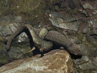 Euproctus asper 11, Pyreneeenbeeksalamander, Saxifraga-Willem van Kruijsbergen