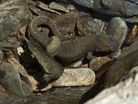 Euproctus asper 4, Pyreneeenbeeksalamander, Saxifraga-Willem van Kruijsbergen