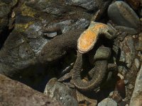 Euproctus asper 5, Pyreneeenbeeksalamander, Saxifraga-Willem van Kruijsbergen