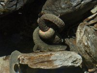 Euproctus asper 6, Pyreneeenbeeksalamander, Saxifraga-Willem van Kruijsbergen